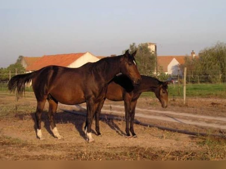 Westfaliano Mestizo Caballo castrado 8 años 166 cm Tordo in Mornant