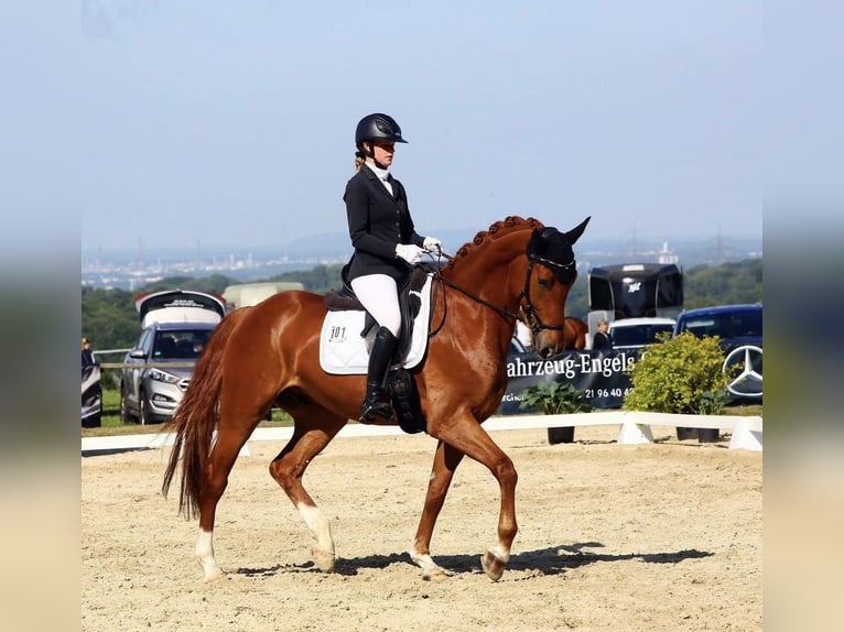 Westfaliano Caballo castrado 8 años 167 cm Alazán in Wermelskirchen