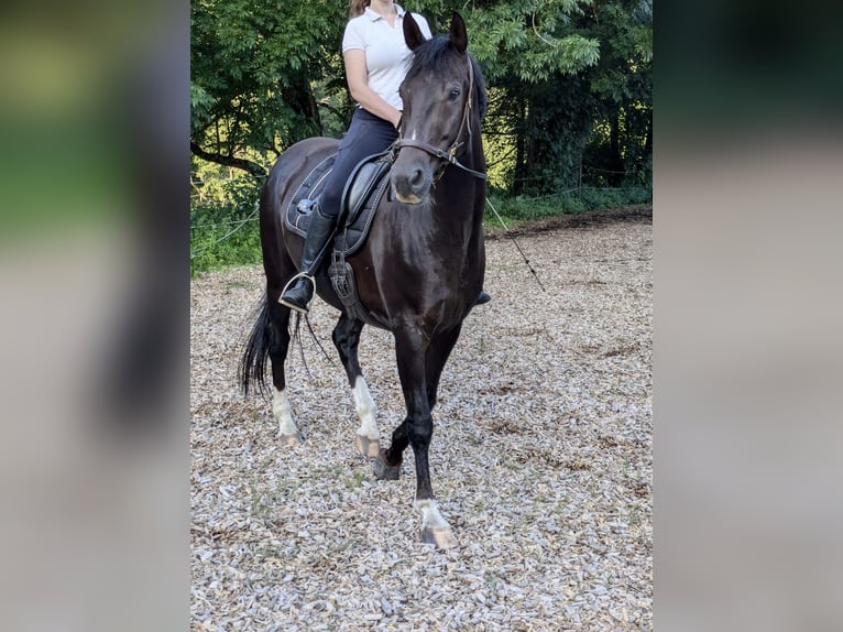 Westfaliano Caballo castrado 8 años 167 cm Alazán-tostado in Berg