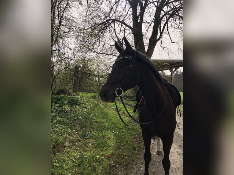 Westfaliano Caballo castrado 8 años 167 cm Alazán-tostado in Berg