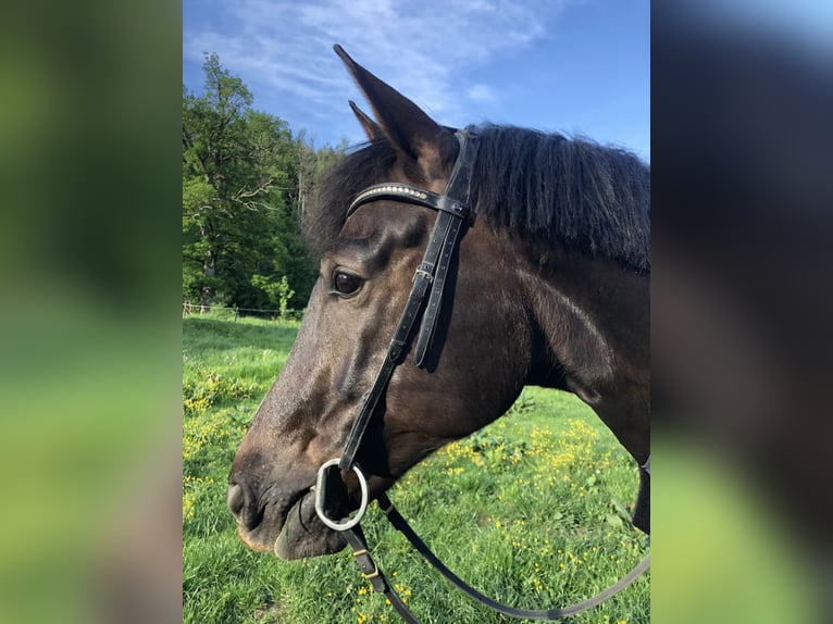 Westfaliano Caballo castrado 8 años 167 cm Alazán-tostado in Berg