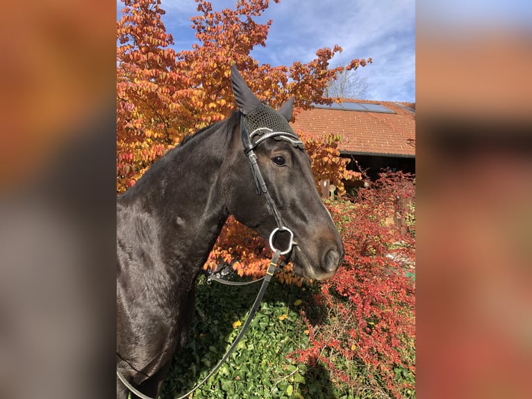 Westfaliano Caballo castrado 8 años 167 cm Alazán-tostado in Berg