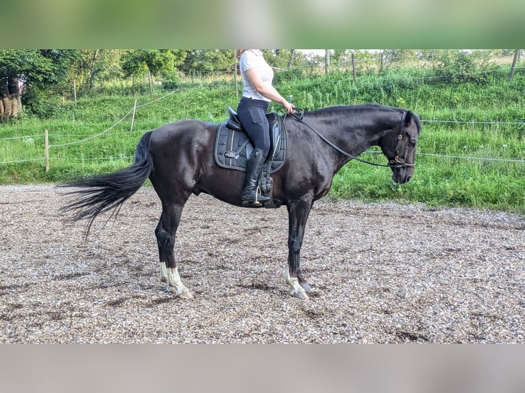 Westfaliano Caballo castrado 8 años 167 cm Alazán-tostado in Berg