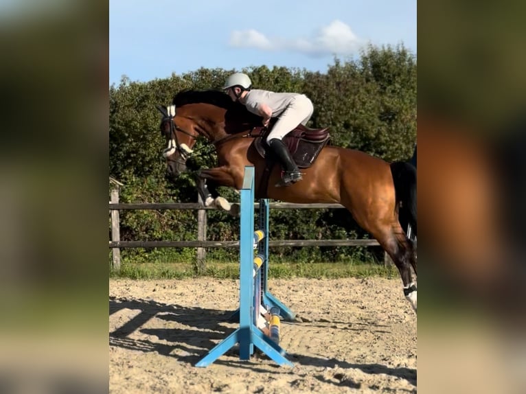 Westfaliano Caballo castrado 8 años 167 cm Castaño in Iserlohn Westfaliano Caballo castrado 8 años 167 cm Castaño in Iserlohn