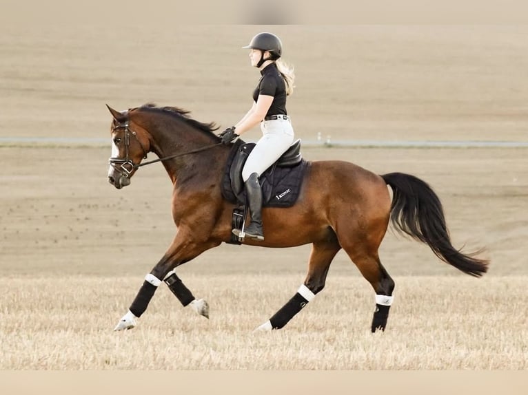 Westfaliano Caballo castrado 8 años 167 cm Castaño in Grefrath