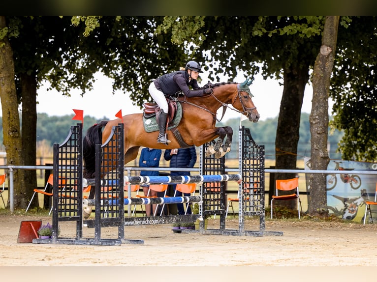 Westfaliano Caballo castrado 8 años 167 cm Castaño in Grefrath