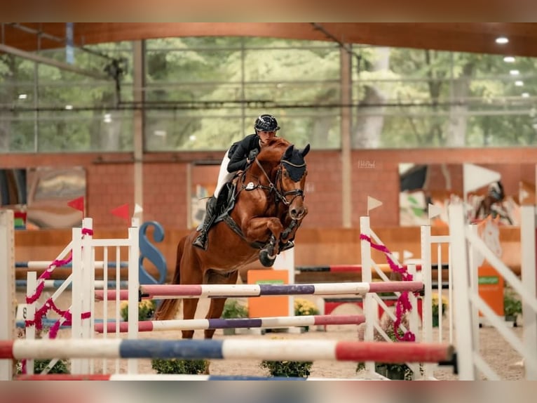 Westfaliano Caballo castrado 8 años 168 cm Alazán in Viersen