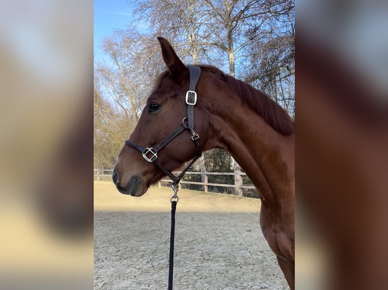 Westfaliano Caballo castrado 8 años 168 cm Alazán-tostado in Limburg an der Lahn