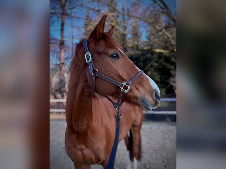 Westfaliano Caballo castrado 8 años 168 cm Alazán-tostado in Limburg an der Lahn