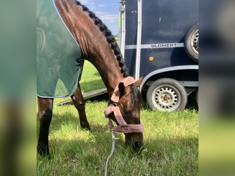 Westfaliano Caballo castrado 8 años 168 cm Castaño in Oberkotzau