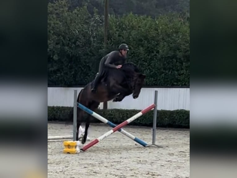 Westfaliano Caballo castrado 8 años 168 cm Castaño in Kevelaer