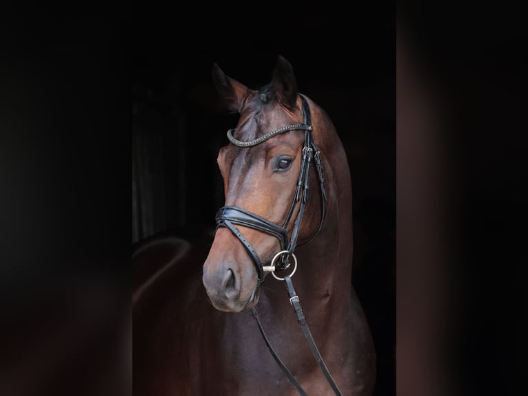 Westfaliano Caballo castrado 8 años 168 cm Castaño oscuro in Greven