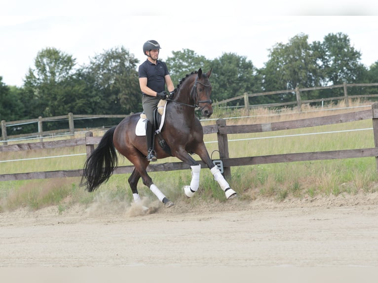 Westfaliano Caballo castrado 8 años 168 cm Castaño oscuro in Greven