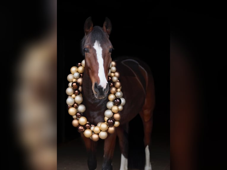 Westfaliano Caballo castrado 8 años 168 cm Castaño oscuro in Bonefeld