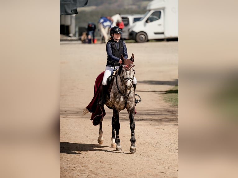 Westfaliano Caballo castrado 8 años 168 cm Tordo in Hunčice