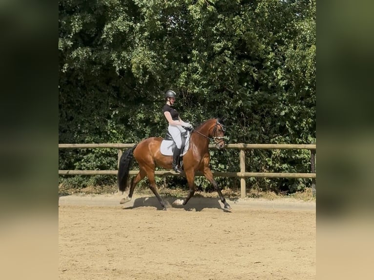Westfaliano Caballo castrado 8 años 169 cm Castaño in M&#xFC;nster
