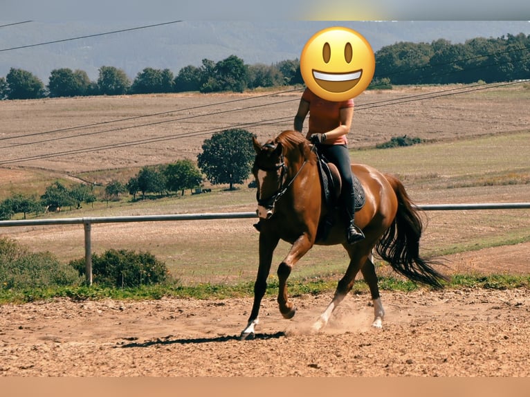 Westfaliano Caballo castrado 8 años 170 cm Alazán in Sinzig