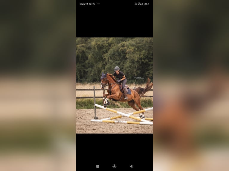 Westfaliano Caballo castrado 8 años 170 cm Alazán-tostado in Essen