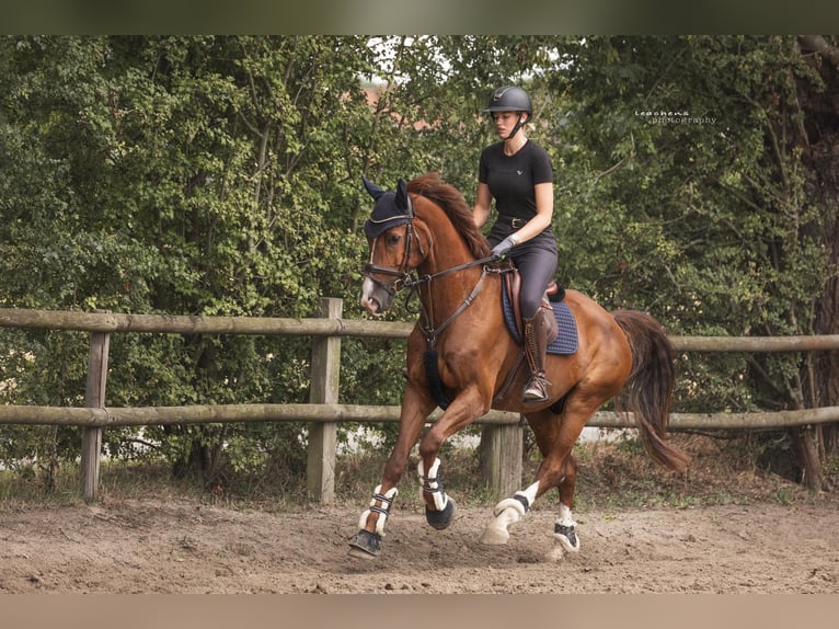 Westfaliano Caballo castrado 8 años 170 cm Alazán-tostado in Essen