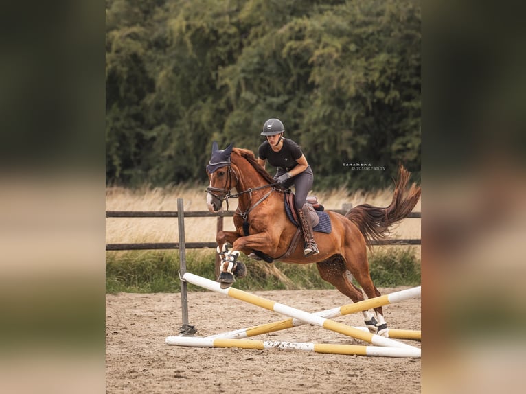 Westfaliano Caballo castrado 8 años 170 cm Alazán-tostado in Essen
