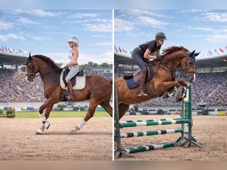 Westfaliano Caballo castrado 8 años 170 cm Alazán-tostado in Essen