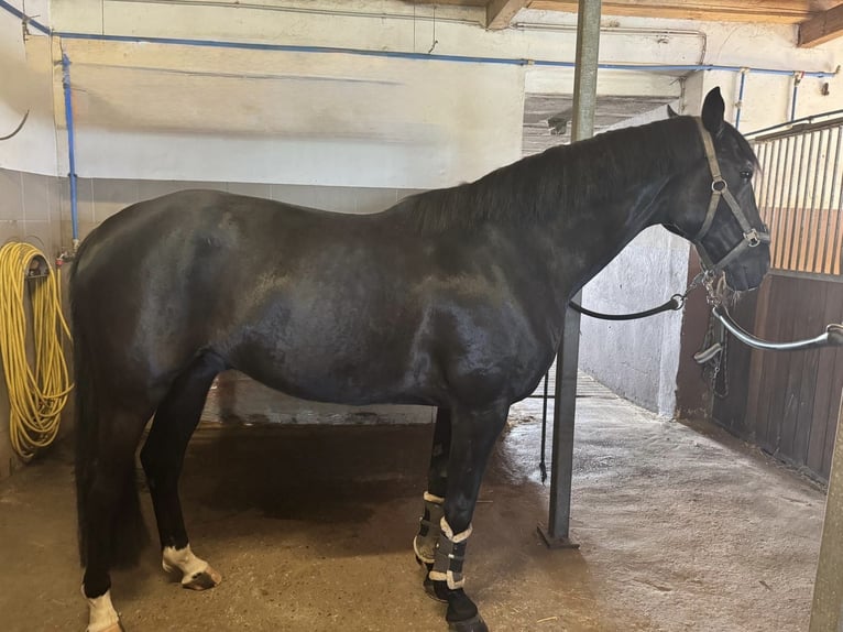 Westfaliano Caballo castrado 8 años 170 cm Castaño oscuro in Warmsen