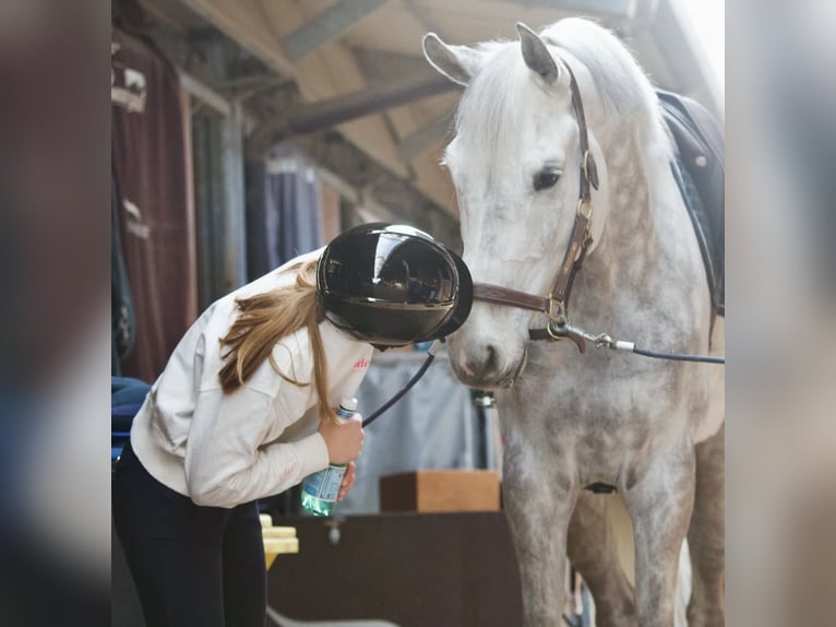 Westfaliano Caballo castrado 8 años 170 cm Tordo in Hagen am Teutoburger Wald
