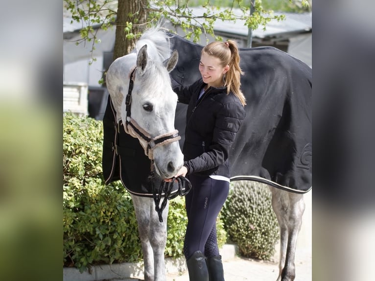 Westfaliano Caballo castrado 8 años 170 cm Tordo in Hagen am Teutoburger Wald