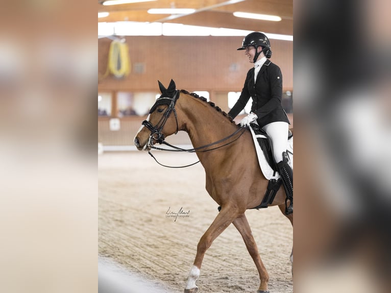 Westfaliano Caballo castrado 8 años 171 cm Alazán in Fronreute