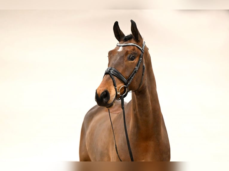 Westfaliano Caballo castrado 8 años 171 cm Castaño in Lüdinghausen