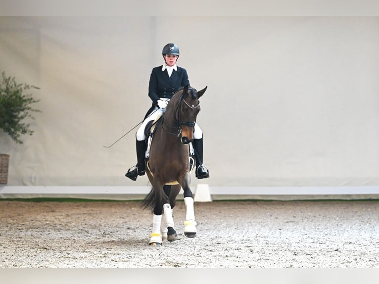 Westfaliano Caballo castrado 8 años 171 cm Castaño in Saerbeck