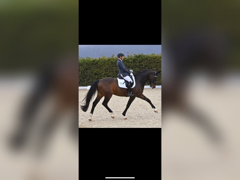 Westfaliano Caballo castrado 8 años 172 cm Castaño oscuro in Schopfheim