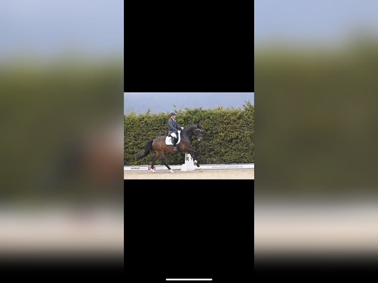 Westfaliano Caballo castrado 8 años 172 cm Castaño oscuro in Schopfheim