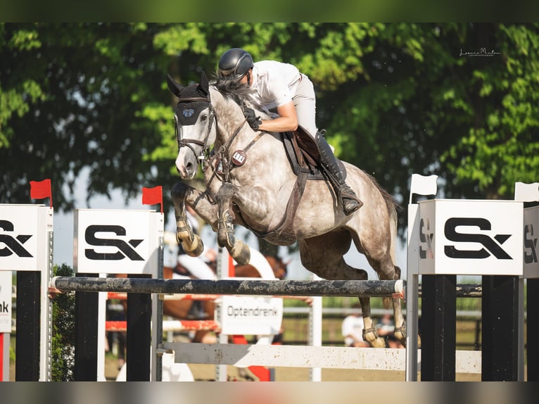 Westfaliano Caballo castrado 8 años 172 cm Tordo in Nettetal