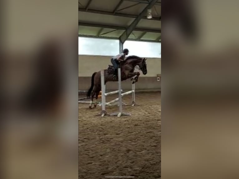 Westfaliano Caballo castrado 8 años 173 cm Alazán-tostado in Niederdorfelden