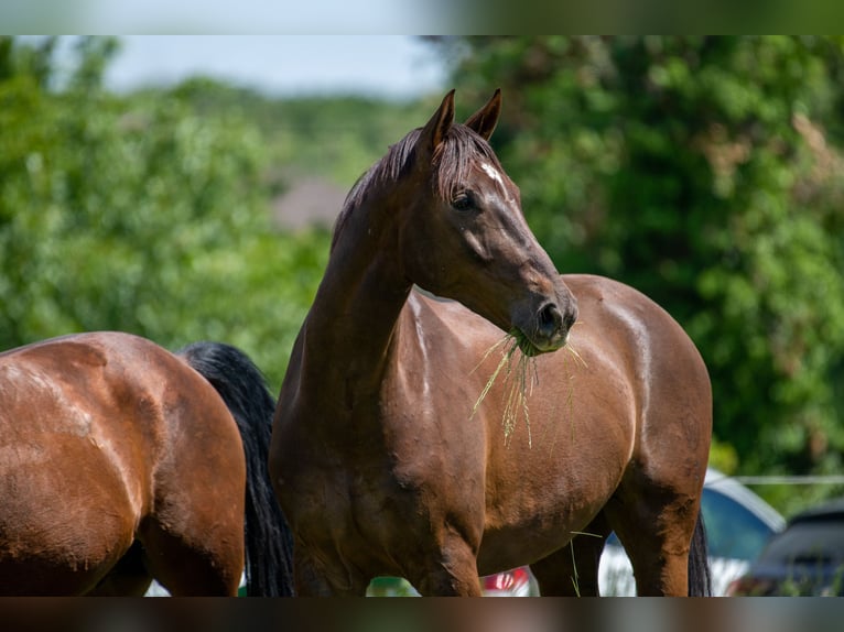 Westfaliano Caballo castrado 8 años 173 cm Alazán-tostado in Niederdorfelden