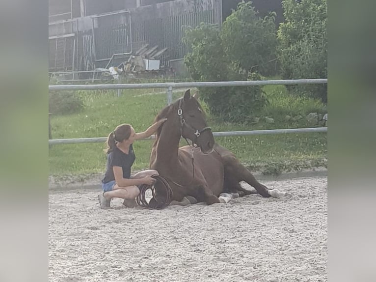 Westfaliano Caballo castrado 8 años 173 cm Alazán-tostado in Niederdorfelden