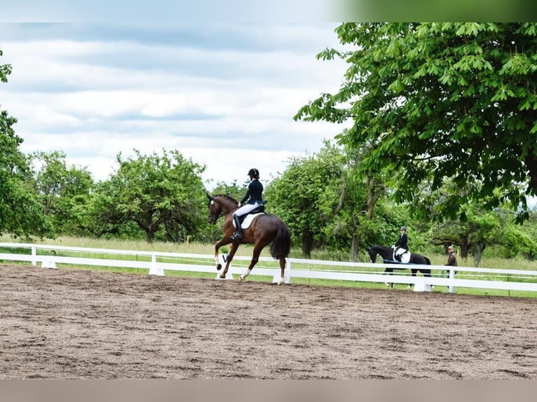 Westfaliano Caballo castrado 8 años 173 cm Alazán-tostado in Niederdorfelden