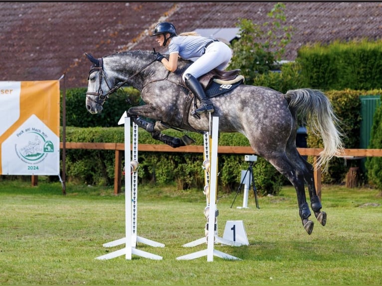 Westfaliano Caballo castrado 8 años 173 cm Tordo rodado in Lütetsburg