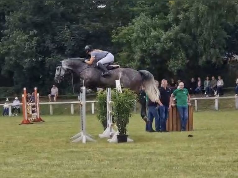 Westfaliano Caballo castrado 8 años 173 cm Tordo rodado in Lütetsburg