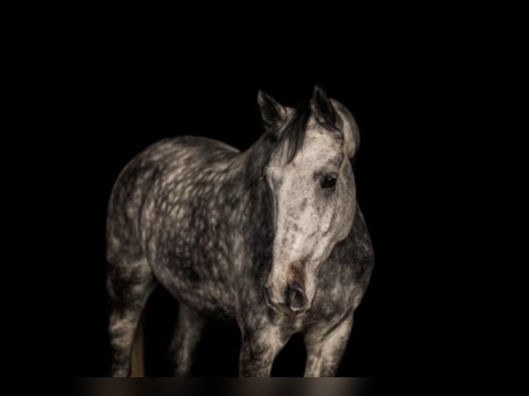 Westfaliano Caballo castrado 8 años 173 cm Tordo rodado in Lütetsburg