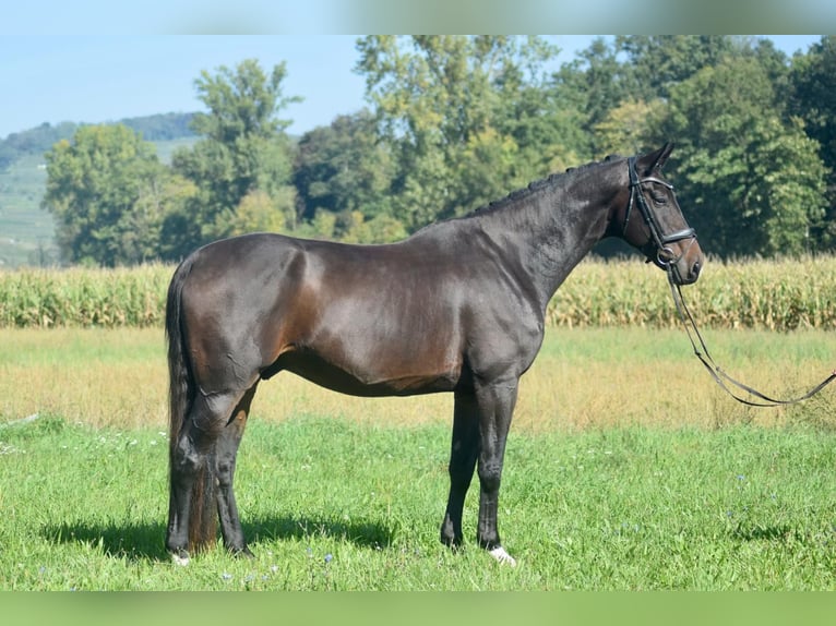 Westfaliano Caballo castrado 8 años 174 cm Castaño in Freiburg im Breisgau