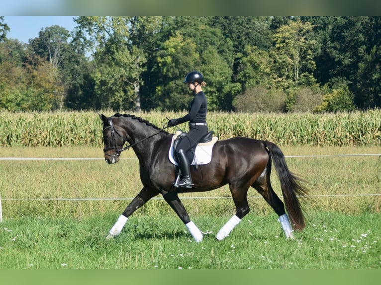 Westfaliano Caballo castrado 8 años 174 cm Castaño in Freiburg im Breisgau