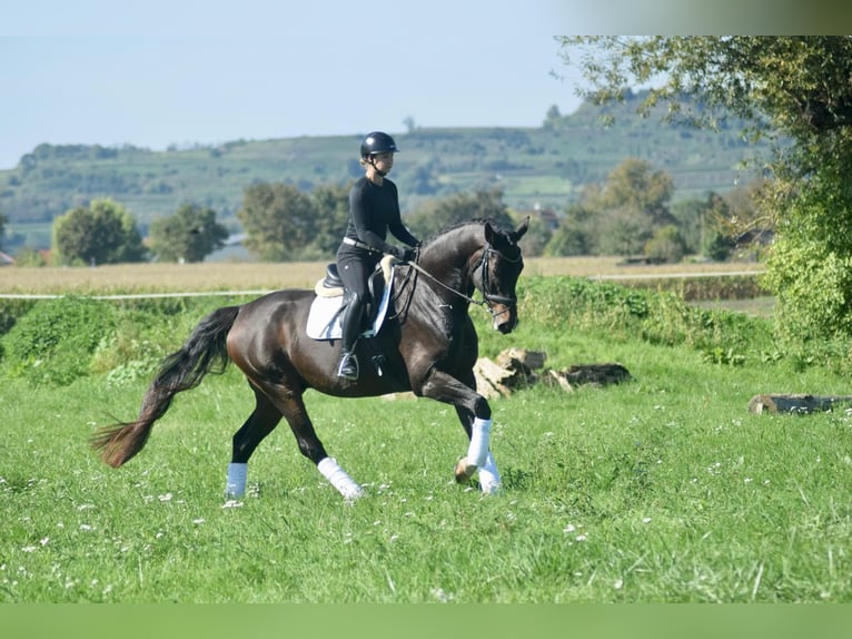 Westfaliano Caballo castrado 8 años 174 cm Castaño in Freiburg im Breisgau