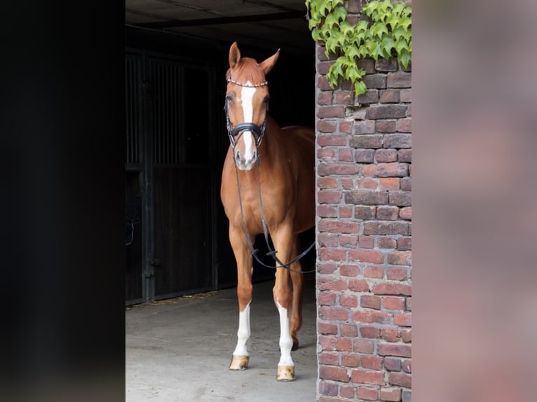 Westfaliano Caballo castrado 8 años 175 cm Alazán in Willich