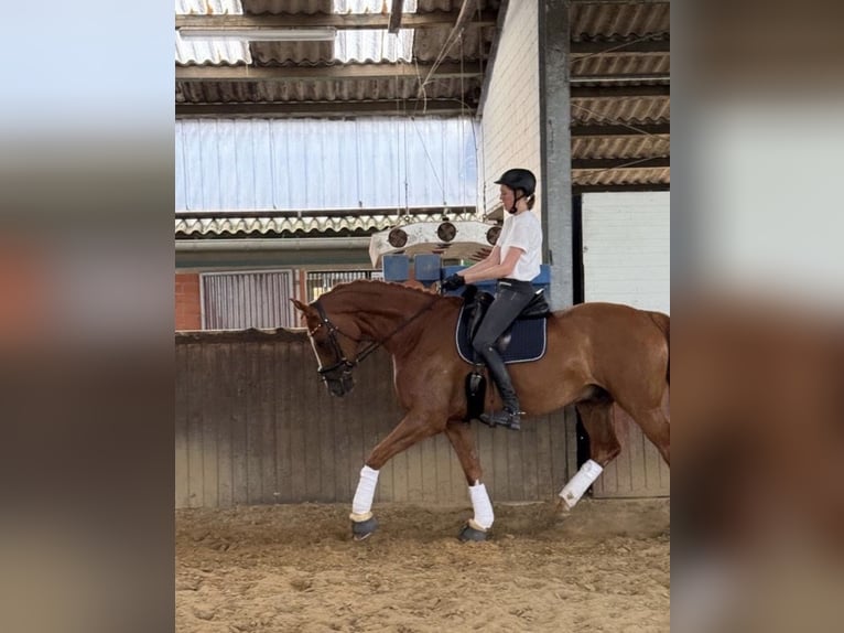 Westfaliano Caballo castrado 8 años 175 cm Alazán in Willich