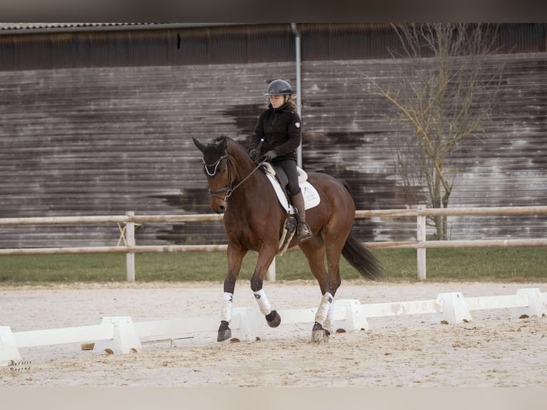 Westfaliano Caballo castrado 8 años 176 cm Castaño in sardieu