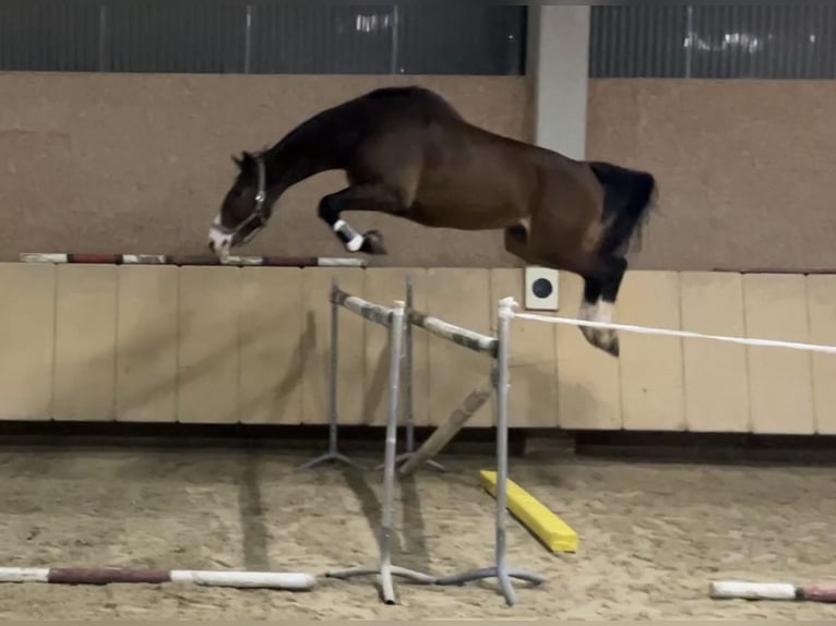 Westfaliano Caballo castrado 8 años 176 cm Castaño in Würzburg