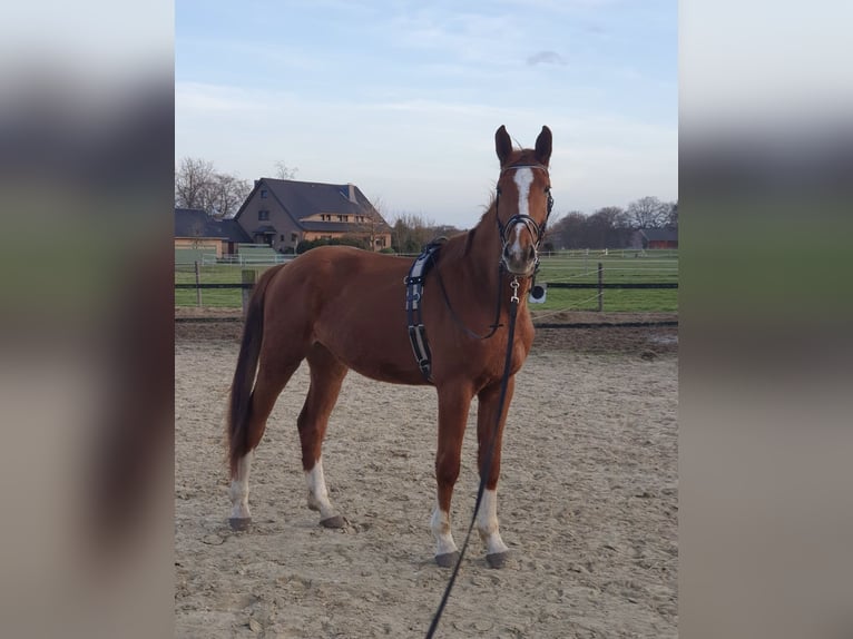 Westfaliano Caballo castrado 8 años 178 cm Alazán in Borken