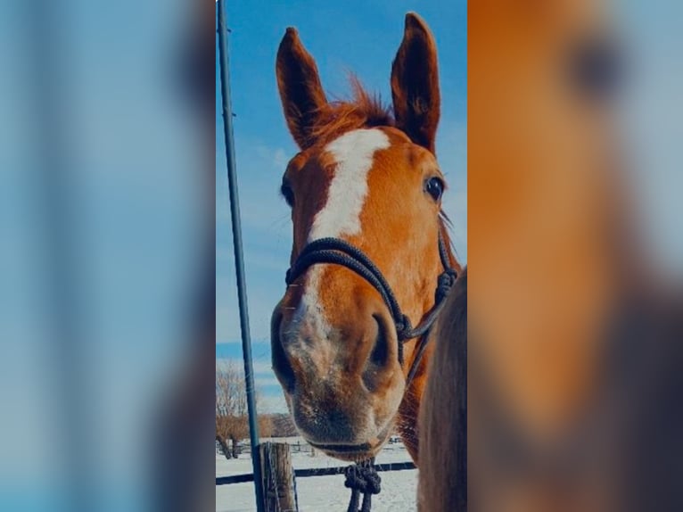 Westfaliano Caballo castrado 8 años 178 cm Alazán in Borken